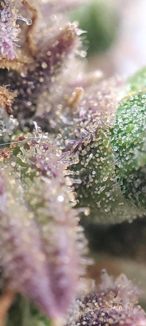 California Haze Humboltd Company. Week 37