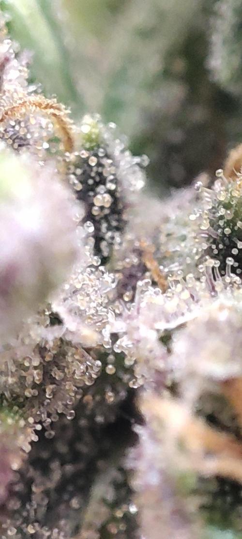 California Haze Humboltd Company. Week 37