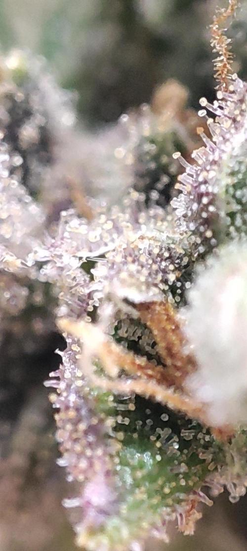 California Haze Humboltd Company. Week 37