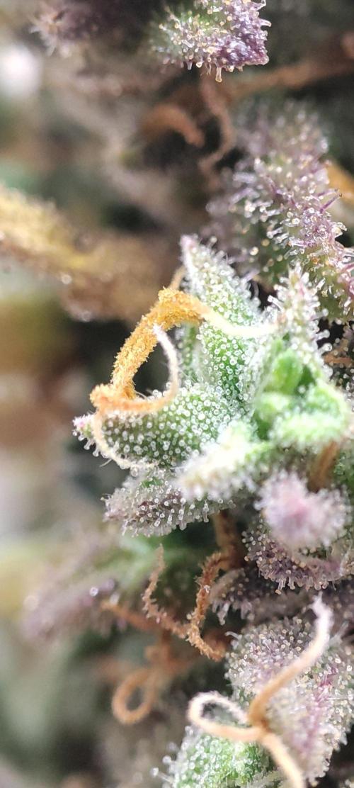 California Haze Humboltd Company. Week 37