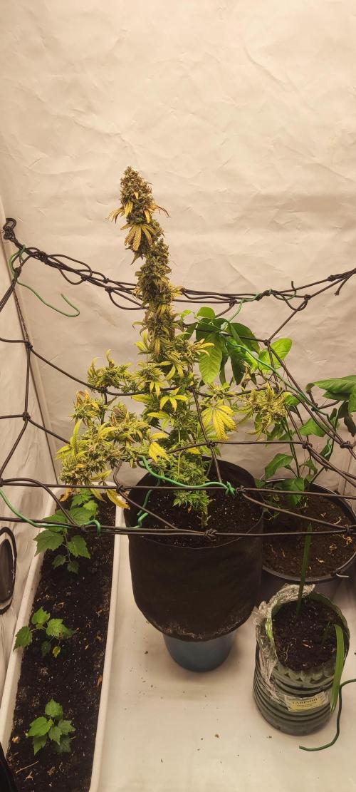 California Haze Humboltd Company. Week 37