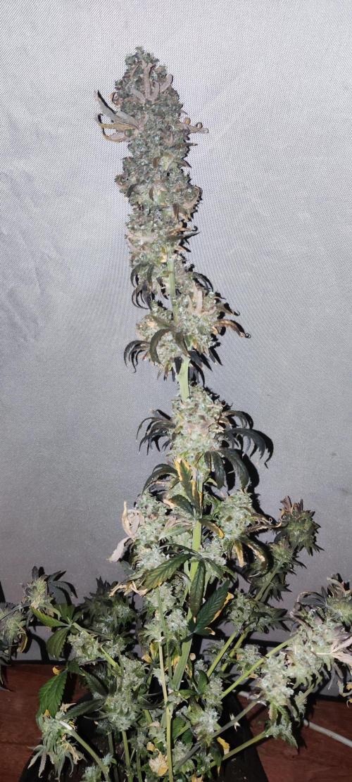 California Haze Humboltd Company. Week 37