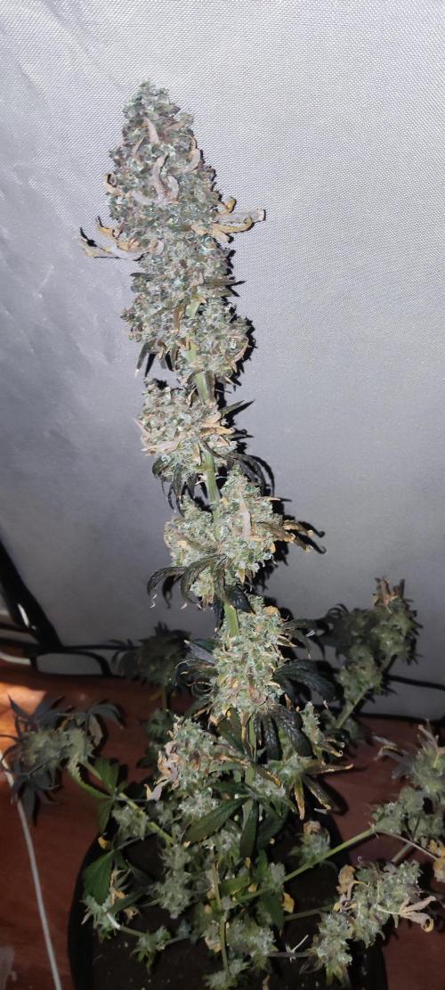 California Haze Humboltd Company. Week 37