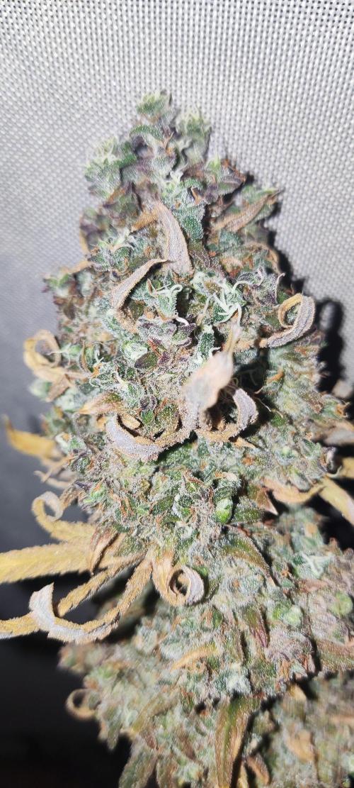 California Haze Humboltd Company. Week 37