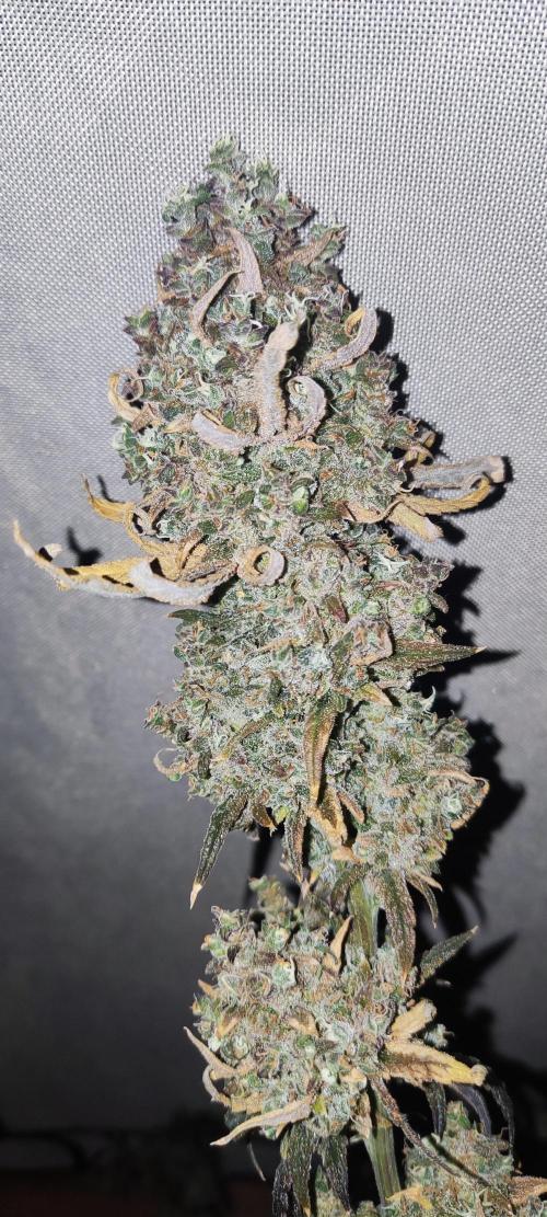 California Haze Humboltd Company. Week 37