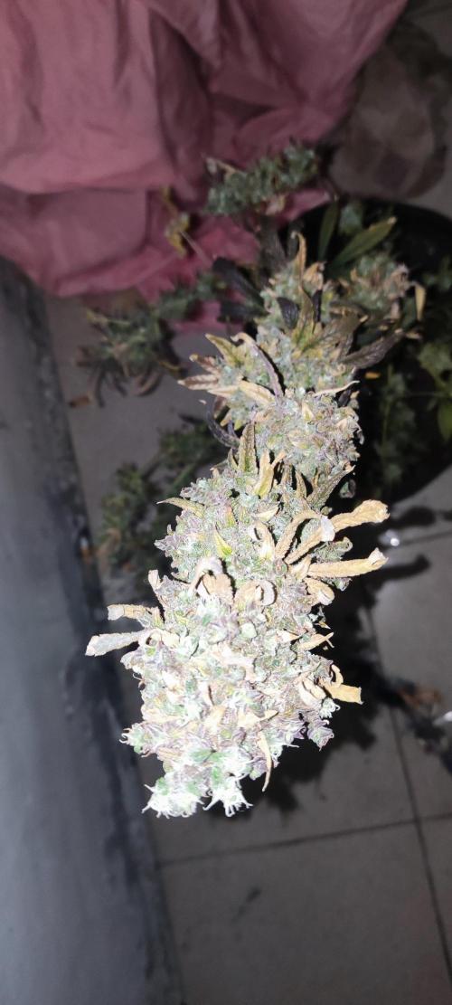 California Haze Humboltd Company. Week 37