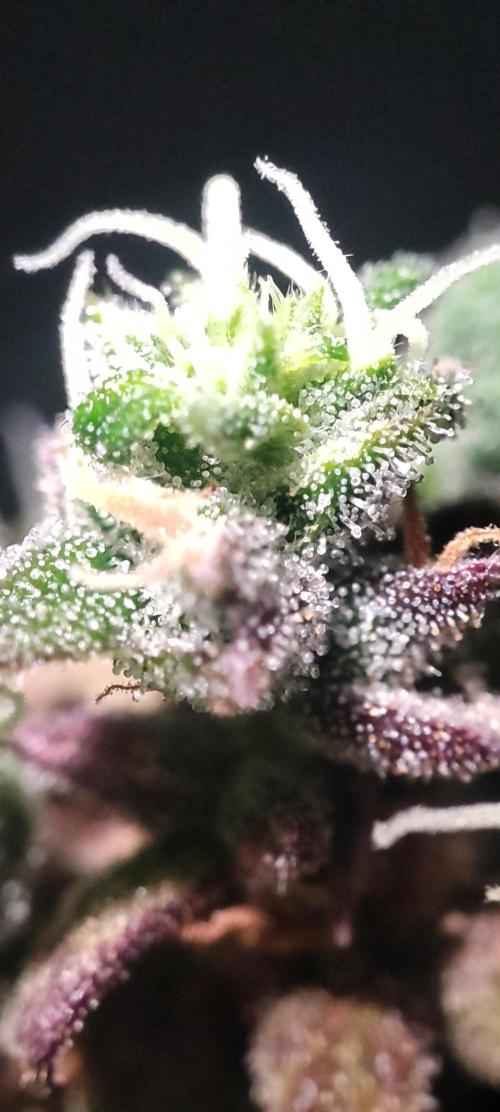 California Haze Humboltd Company. Week 37