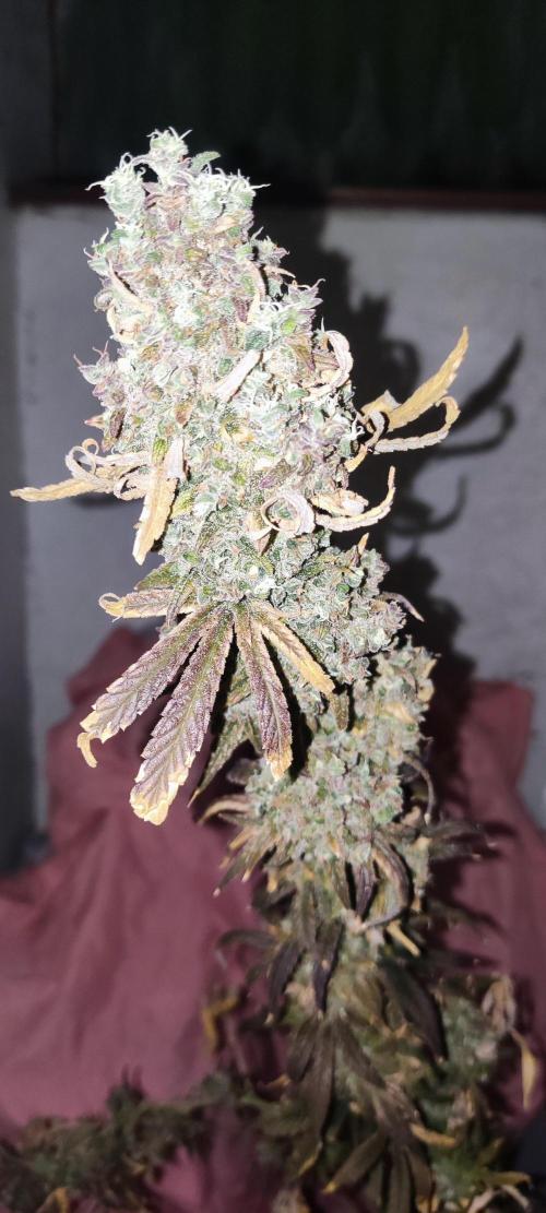 California Haze Humboltd Company. Week 37