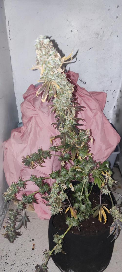 California Haze Humboltd Company. Week 37