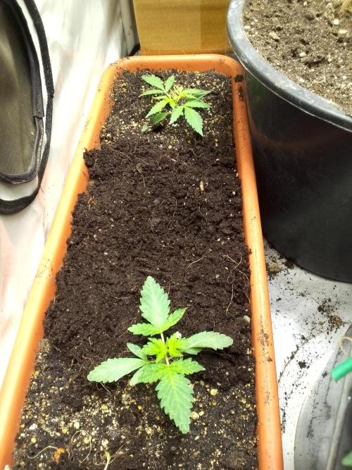 DC family,In Gashik's Garden,Dr. Choice. Week 1