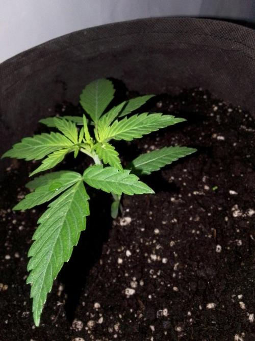 DC family,In Gashik's Garden,Dr. Choice. Week 3 - Neville haze auto wos