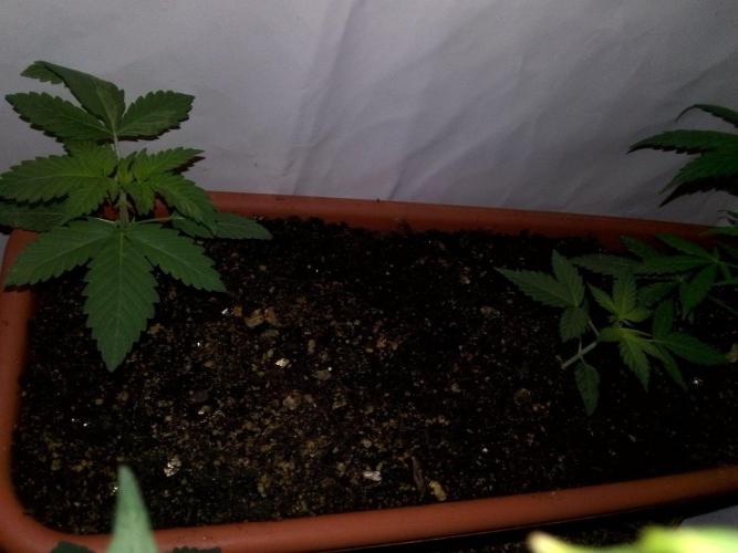 DC family,In Gashik's Garden,Dr. Choice. Week 3 - Братья Афлоры