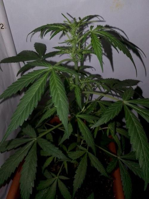 DC family,In Gashik's Garden,Dr. Choice. Week 3 - Lowryder