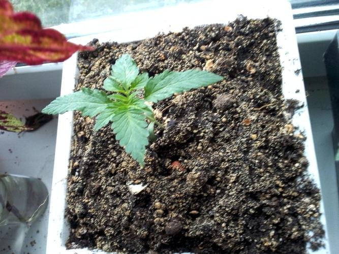 DC family,In Gashik's Garden,Dr. Choice. Week 3 - Gelato