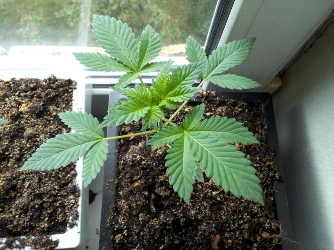 DC family,In Gashik's Garden,Dr. Choice. Week 3 - Prozack