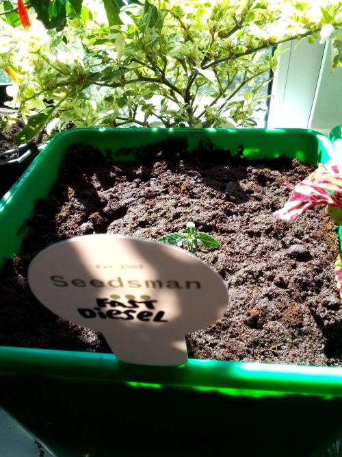 DC family,In Gashik's Garden,Dr. Choice. Week 4 - Diesel fast