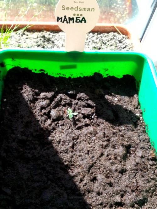 DC family,In Gashik's Garden,Dr. Choice. Week 4 - Mamba 