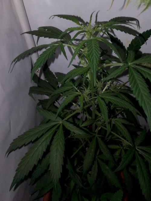 DC family,In Gashik's Garden,Dr. Choice. Week 4 - Lowryder