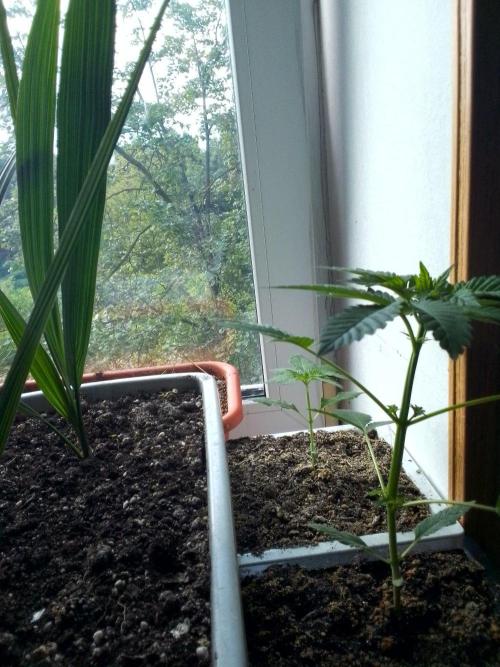 DC family,In Gashik's Garden,Dr. Choice. Week 4 - Gelato ,prozack