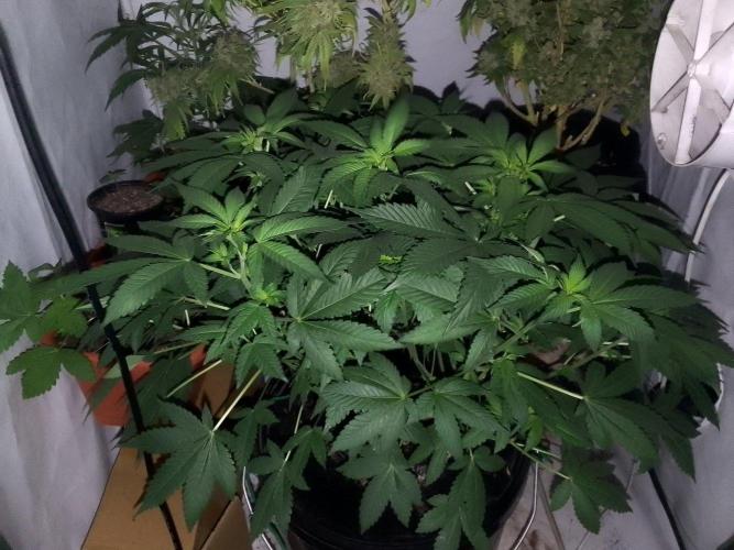 DC family,In Gashik's Garden,Dr. Choice. Week 4 - Permanent bluez izi 