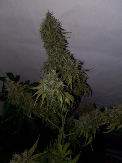 DC family,In Gashik's Garden,Dr. Choice. Week 4 - Frost boss