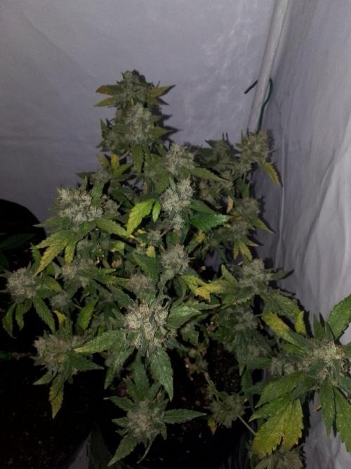 DC family,In Gashik's Garden,Dr. Choice. Week 4 - Wonder pie