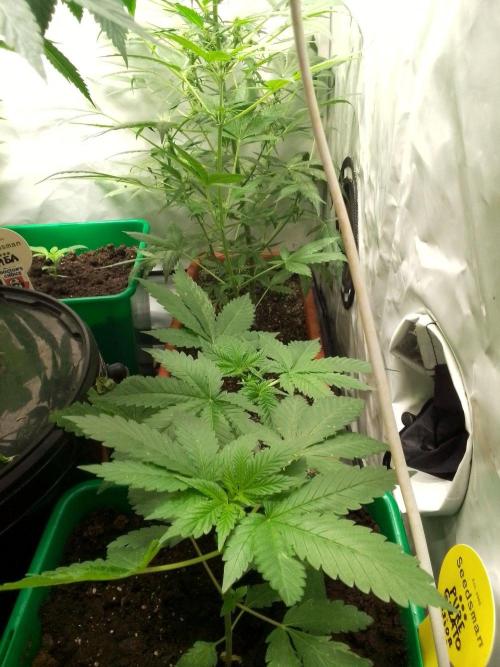 DC family,In Gashik's Garden,Dr. Choice. Week 5