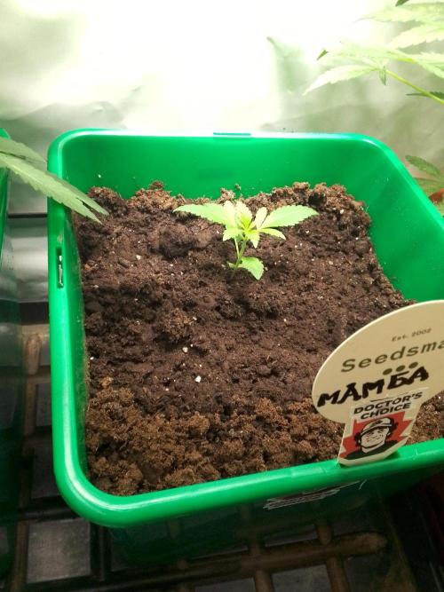DC family,In Gashik's Garden,Dr. Choice. Week 5