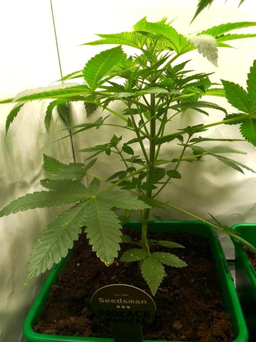 DC family,In Gashik's Garden,Dr. Choice. Week 5