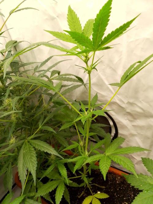 DC family,In Gashik's Garden,Dr. Choice. Week 6