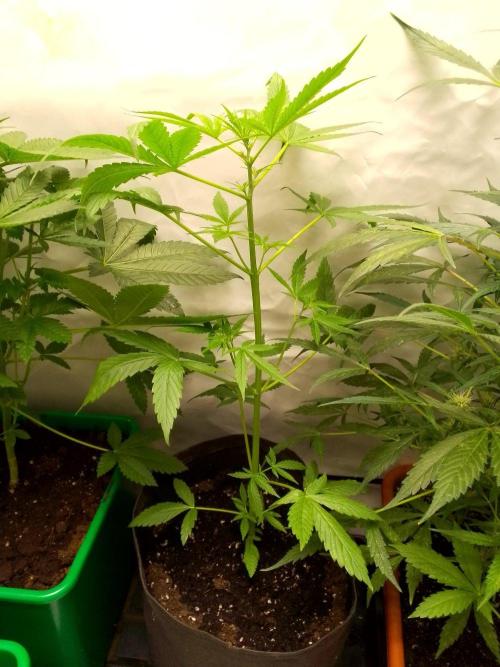 DC family,In Gashik's Garden,Dr. Choice. Week 6