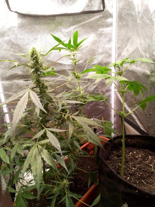 DC family,In Gashik's Garden,Dr. Choice. Week 8
