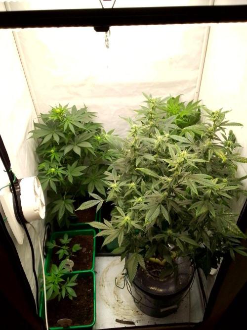 DC family,In Gashik's Garden,Dr. Choice. Week 8