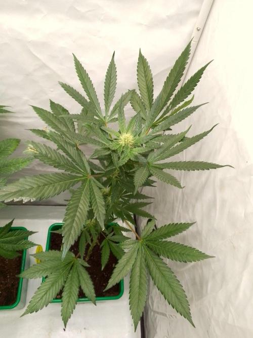 DC family,In Gashik's Garden,Dr. Choice. Week 11