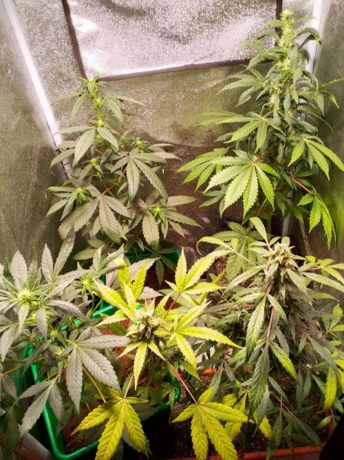 DC family,In Gashik's Garden,Dr. Choice. Week 13