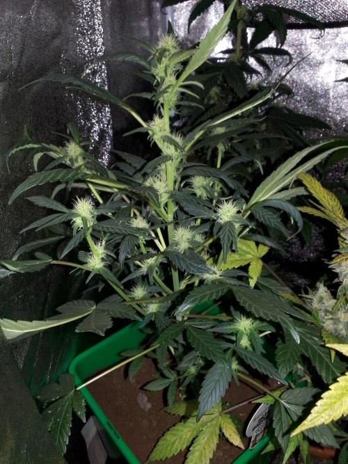 DC family,In Gashik's Garden,Dr. Choice. Week 15