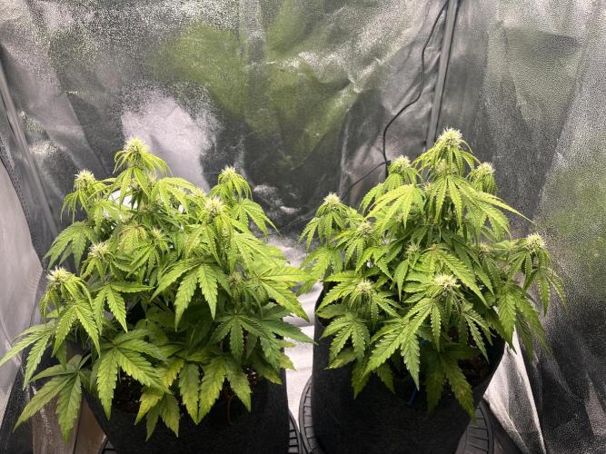 RQS Milky Way F1. Week 6