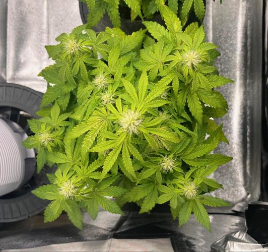 RQS Milky Way F1. Week 6