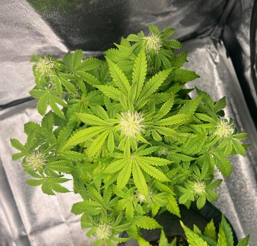 RQS Milky Way F1. Week 6