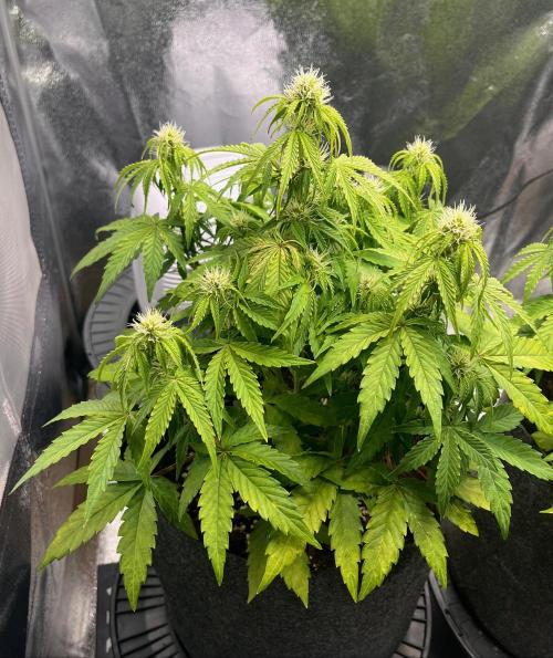 RQS Milky Way F1. Week 6