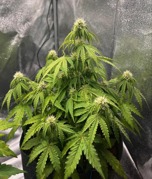 RQS Milky Way F1. Week 6