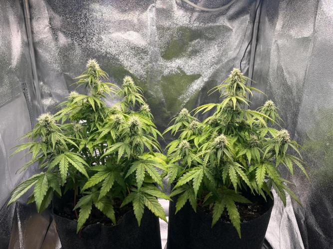 RQS Milky Way F1. Week 7 - day 44