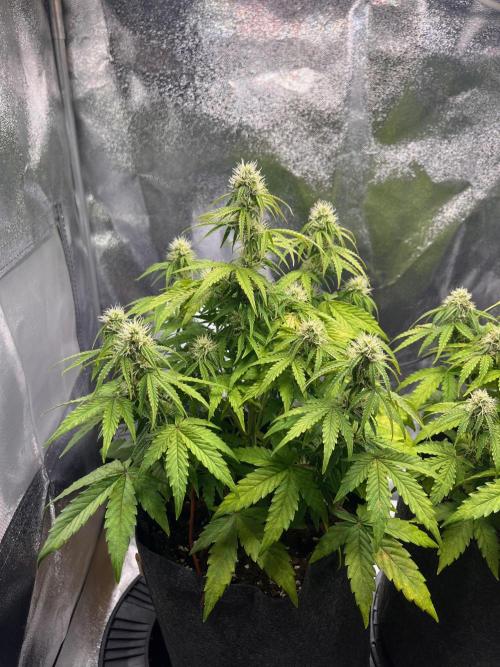 RQS Milky Way F1. Week 7