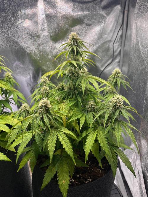 RQS Milky Way F1. Week 7