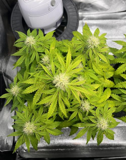 RQS Milky Way F1. Week 7