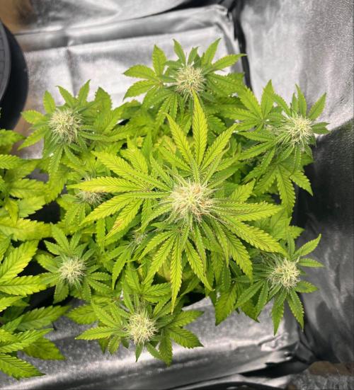 RQS Milky Way F1. Week 7