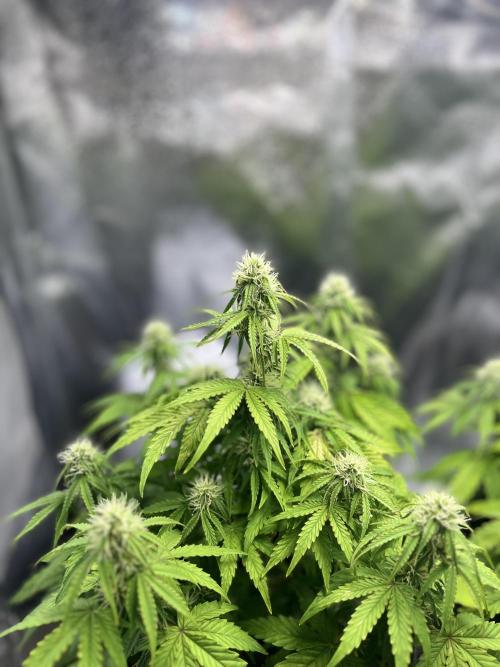 RQS Milky Way F1. Week 7