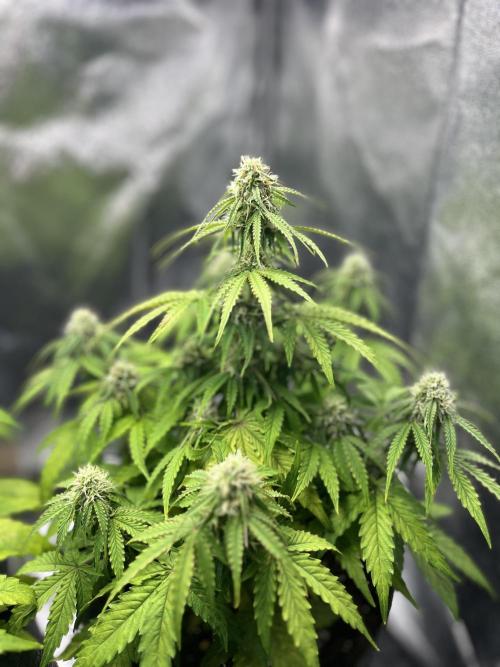 RQS Milky Way F1. Week 7