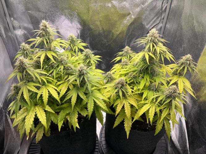 RQS Milky Way F1. Week 8