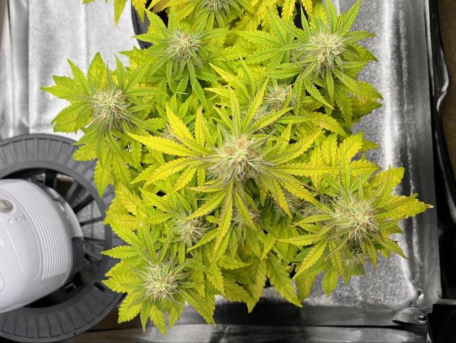 RQS Milky Way F1. Week 8